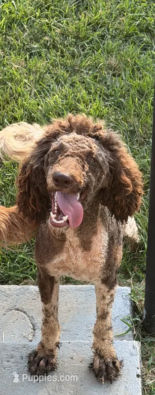 Winnie  – Poodle - Standard  puppy for sale in Patrick Springs, VA