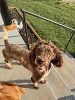 Winnie , a female Poodle - Standard  for sale in Patrick Springs, VA – 2 of 2