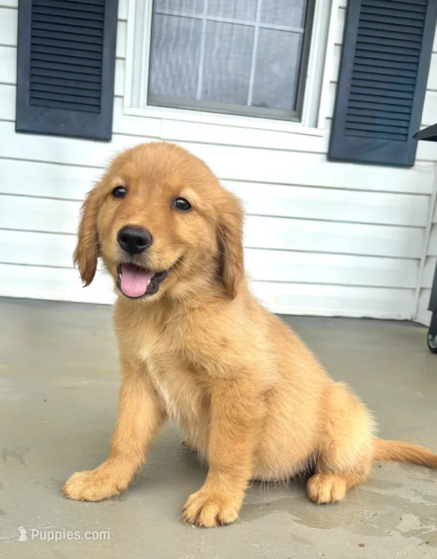 Honey – Golden Retriever puppy for sale in Patrick Springs, VA