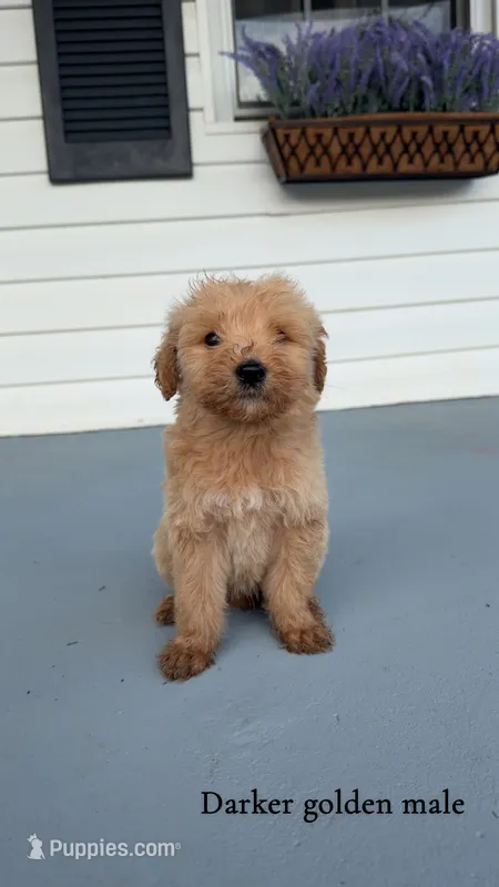 Henry – Goldendoodle puppy for sale in Patrick Springs, VA