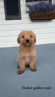 Henry, a male Goldendoodle for sale in Patrick Springs, VA – 1 of 1