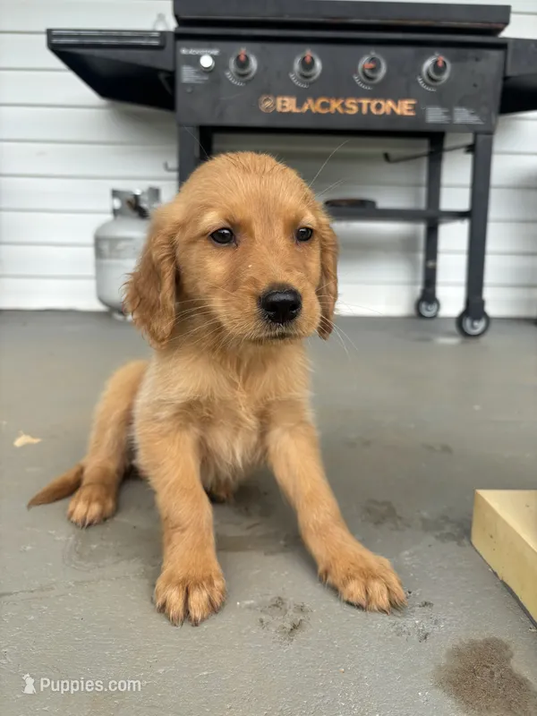 Poppy  – Golden Retriever puppy for sale in Patrick Springs, VA