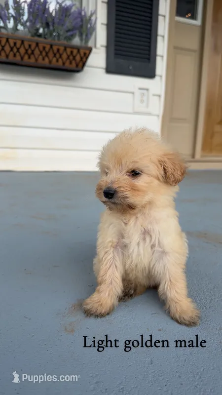 Buster – Goldendoodle puppy for sale in Patrick Springs, VA