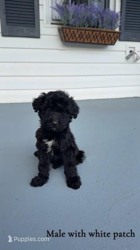 Stark  – Goldendoodle puppy for sale in Patrick Springs, VA