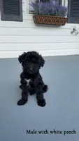 Stark , a male Goldendoodle for sale in Patrick Springs, VA – 1 of 1