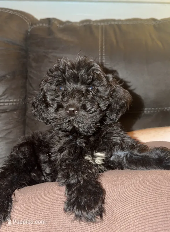 Scout  – Goldendoodle puppy for sale in Patrick Springs, VA