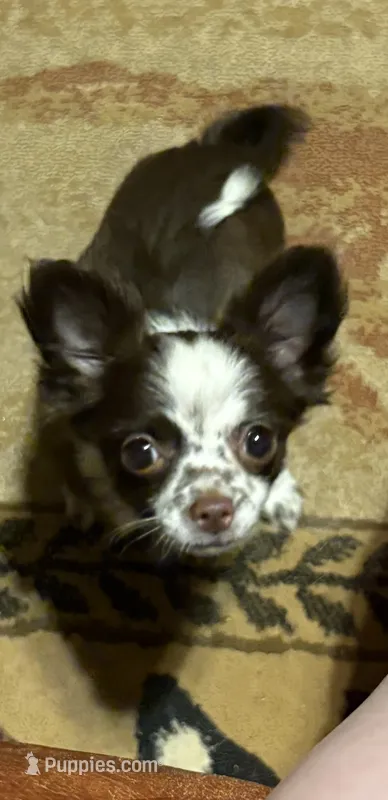 Tabitha – Chihuahua puppy for sale in Scottsdale, AZ