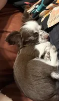 Tabitha, a female Chihuahua for sale in Scottsdale, AZ – 3 of 7