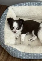 Tabitha, a female Chihuahua for sale in Scottsdale, AZ – 4 of 7