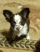 Tabitha, a female Chihuahua for sale in Scottsdale, AZ – 2 of 7