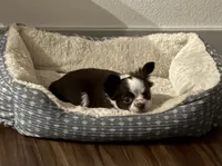 Tabitha, a female Chihuahua for sale in Scottsdale, AZ – 5 of 7