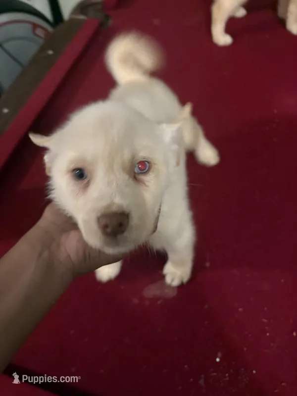 champ – Labrador Retriever puppy for sale in McDonough, GA
