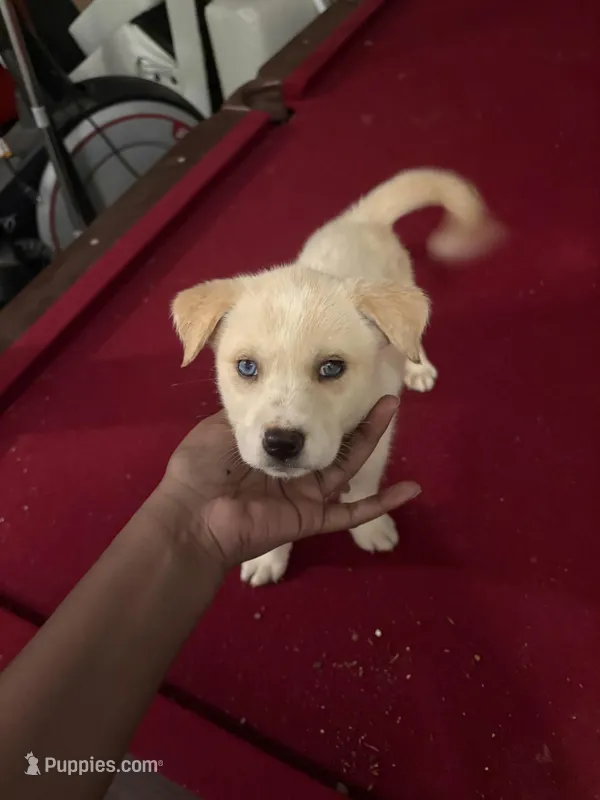 Sadie  – Labrador Retriever puppy for sale in McDonough, GA