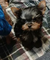 Noel, a female Yorkshire Terrier for sale in Baker City, OR – Photo 3 of 4
