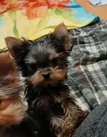 Noel, a female Yorkshire Terrier for sale in Baker City, OR – Photo 2 of 4