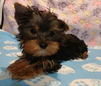 Chris, a male Yorkshire Terrier for sale in Baker City, OR – Photo 5 of 9