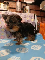 Chris, a male Yorkshire Terrier for sale in Baker City, OR – Photo 7 of 9
