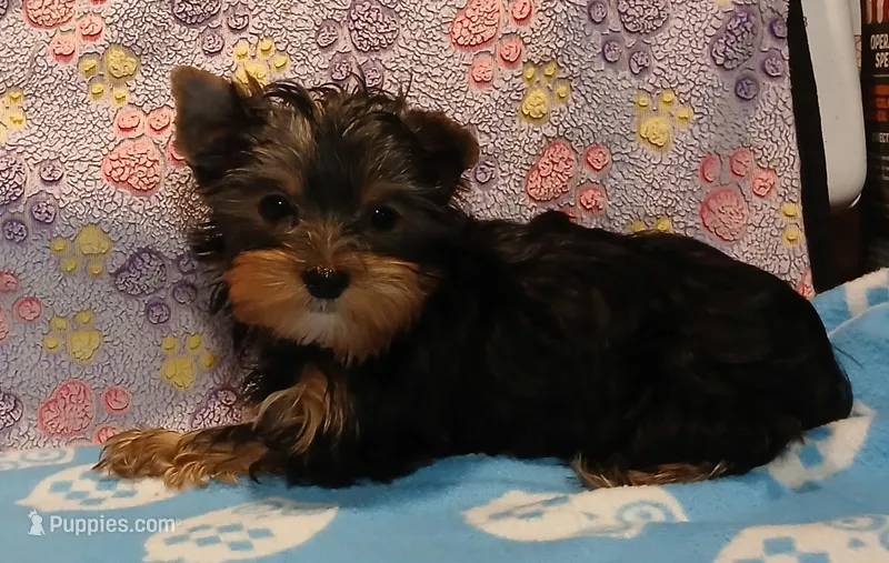 Chris – Yorkshire Terrier puppy for sale in Baker City, OR