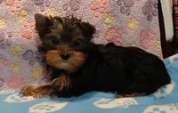 Chris, a male Yorkshire Terrier for sale in Baker City, OR – Photo 1 of 9