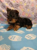 Chris, a male Yorkshire Terrier for sale in Baker City, OR – Photo 6 of 9