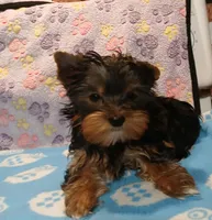 Chris, a male Yorkshire Terrier for sale in Baker City, OR – Photo 3 of 9