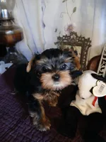 Chris, a male Yorkshire Terrier for sale in Baker City, OR – Photo 9 of 9