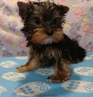 Chris, a male Yorkshire Terrier for sale in Baker City, OR – Photo 8 of 9