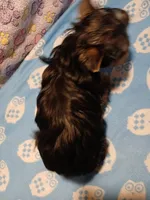 Chris, a male Yorkshire Terrier for sale in Baker City, OR – Photo 4 of 9