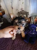 Newton, a male Yorkshire Terrier for sale in Baker City, OR – Photo 3 of 3