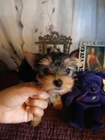 Newton, a male Yorkshire Terrier for sale in Baker City, OR – Photo 2 of 3