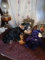 Newton, a male Yorkshire Terrier for sale in Baker City, OR – Photo 1 of 3