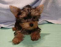 Christina, a female Yorkshire Terrier for sale in Baker City, OR – Photo 2 of 5