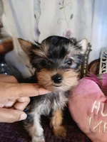 Christina, a female Yorkshire Terrier for sale in Baker City, OR – Photo 5 of 5
