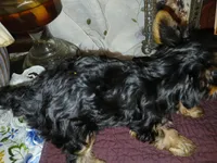 Christina, a female Yorkshire Terrier for sale in Baker City, OR – Photo 4 of 5