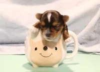 DONNIE, a male Yorkshire Terrier for sale in Baker City, OR – Photo 3 of 3