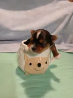 DONNIE, a male Yorkshire Terrier for sale in Baker City, OR – Photo 2 of 3