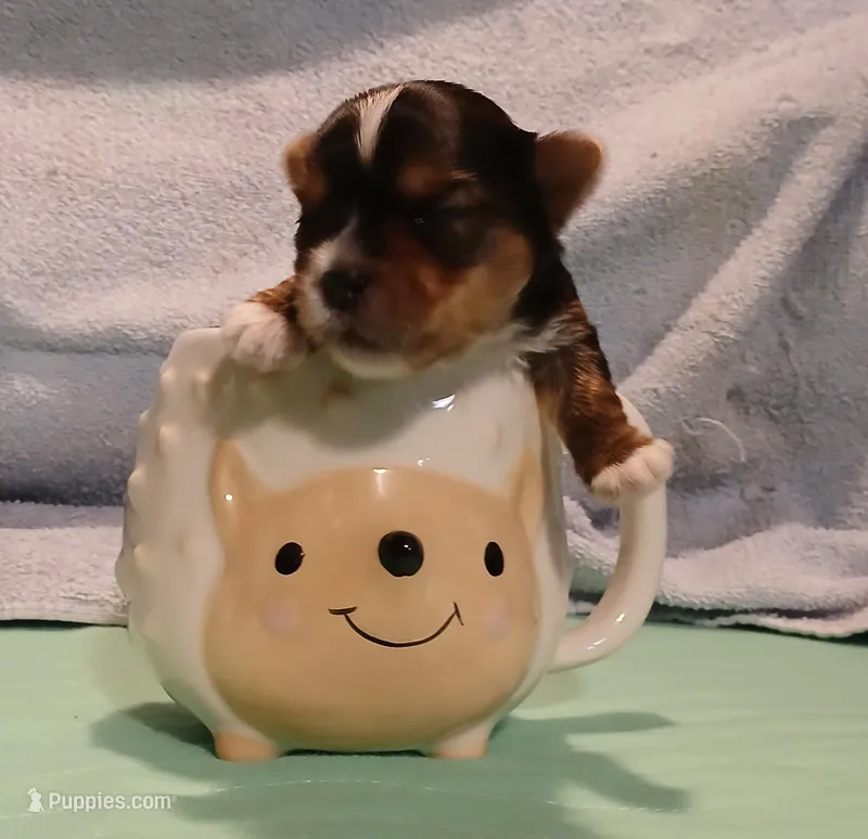 DONNIE – Yorkshire Terrier puppy for sale in Baker City, OR