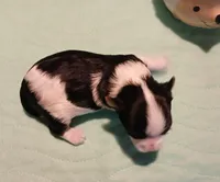 David, a male Yorkshire Terrier for sale in Baker City, OR – Photo 3 of 4