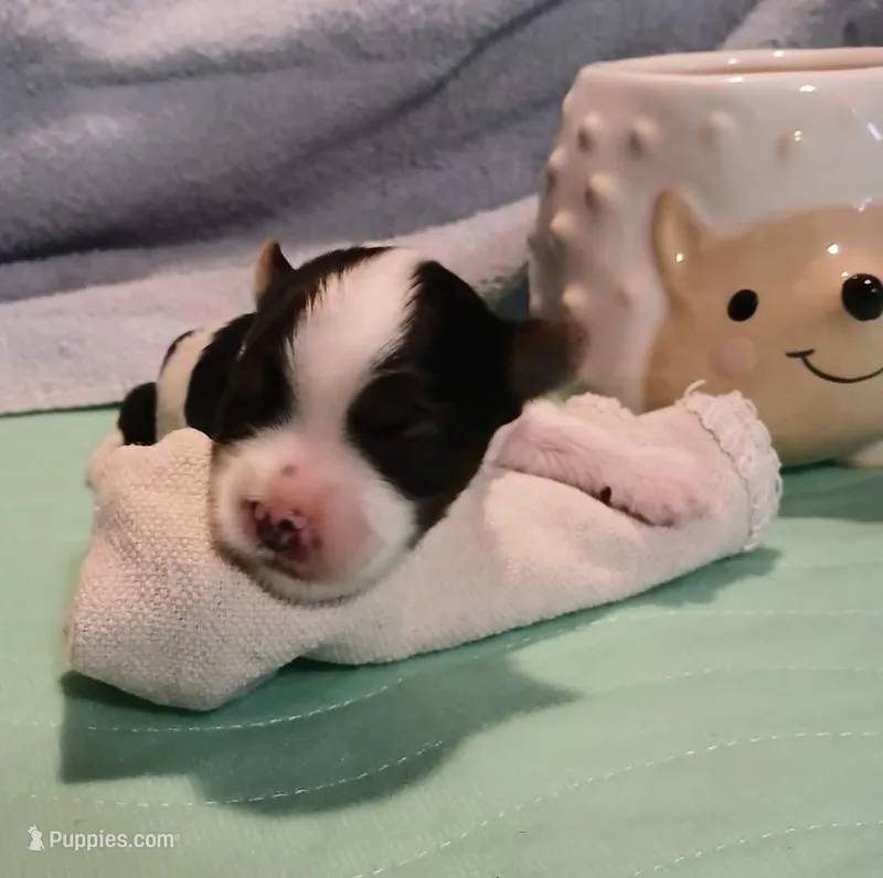 David – Yorkshire Terrier puppy for sale in Baker City, OR