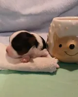 David, a male Yorkshire Terrier for sale in Baker City, OR – Photo 2 of 4