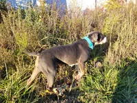 Ruby, a female American Bully for sale in Detroit, MI – Photo 5 of 5