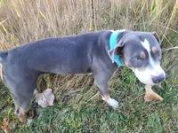 Ruby, a female American Bully for sale in Detroit, MI – Photo 4 of 5