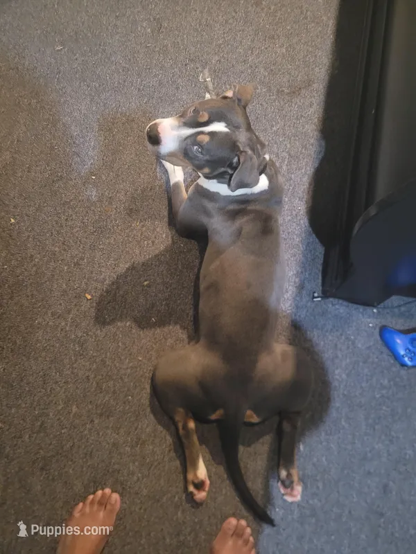 Ruby – American Bully puppy for sale in Detroit, MI