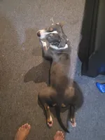 Ruby, a female American Bully for sale in Detroit, MI – Photo 1 of 5