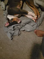 Ruby, a female American Bully for sale in Detroit, MI – Photo 2 of 5