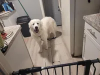 Valar morghulis , a male Great Pyrenees for sale in Detroit, MI – Photo 2 of 4