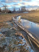 Valar morghulis , a male Great Pyrenees for sale in Detroit, MI – Photo 4 of 4
