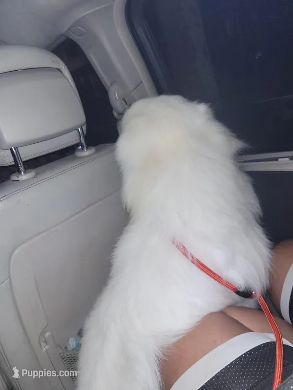 Valar morghulis , a male Great Pyrenees for sale in Detroit, MI – Photo 1 of 4