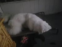 Valar morghulis , a male Great Pyrenees for sale in Detroit, MI – Photo 3 of 4