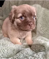 Bashful-Fluffy French Bulldog, a male French Bulldog for sale in Lees Summit, MO – Photo 4 of 7